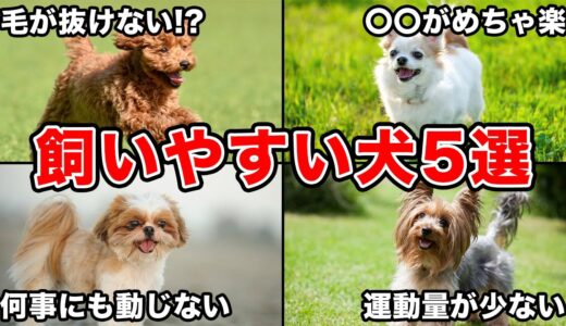 【意外と知らない】トレーナーが教える！飼いやすい特徴の犬種5選！！