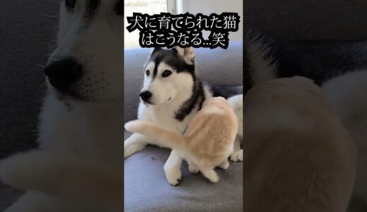 ハスキー犬に育てられた猫はこうなりました...#shorts