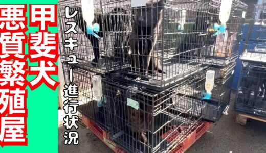 甲斐犬繁殖屋レスキュー進行状況‼️　ミリオくんと竹藪前広場にて