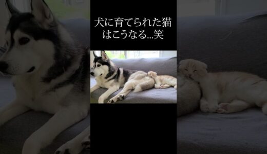 ハスキー犬に育てられた子猫はこうなる...笑#shorts