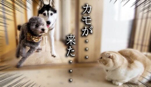 子猫がこっそり隠れてハスキー犬達を驚かそうとした結果…