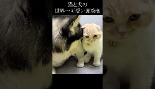 猫と犬の世界一かわいい頭突き。#shorts