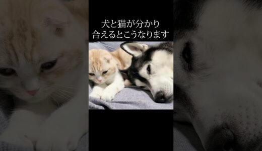 犬と猫が分かり合えるとこうなります...#shorts #猫