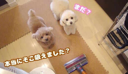 愛犬の昼寝中に掃除を始めたら厳しく監視する現場監督犬が誕生しました…