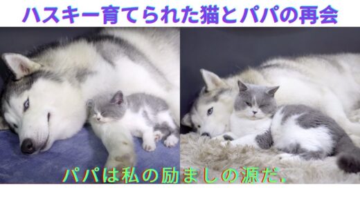 病気で落ち込んだ猫が育ての親のハスキー犬と再会できたら、こうなりました。