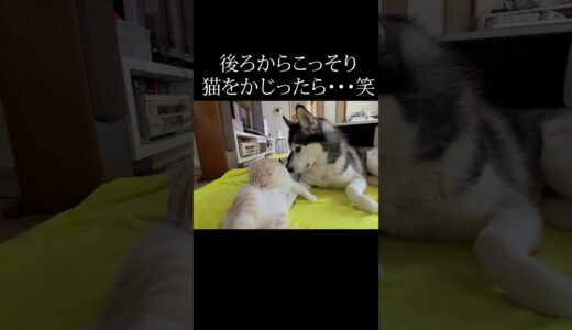 後ろからこっそり子猫をかじったら怒られた犬...笑#猫 #犬と猫