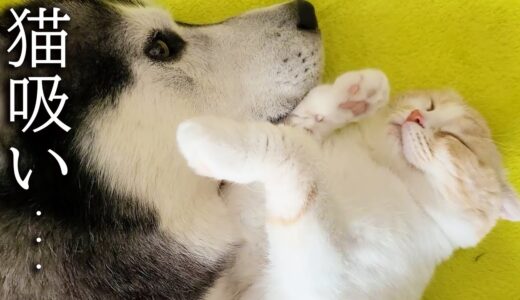 ハスキー犬に猫吸いされてドン引きしちゃった子猫がこちら...