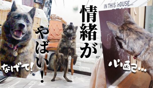 後輩犬を心配する先輩犬にお気に入りのボールを投げてみたら本能と理性の狭間で悩んでました【甲斐犬・柴犬】