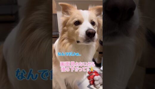 人語が話せなくてもどかしく思う犬...【ボーダーコリー】#shorts