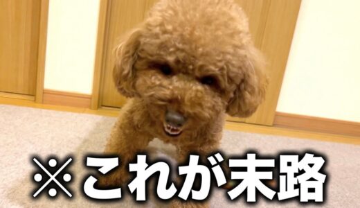 しつけされなかった犬の末路。