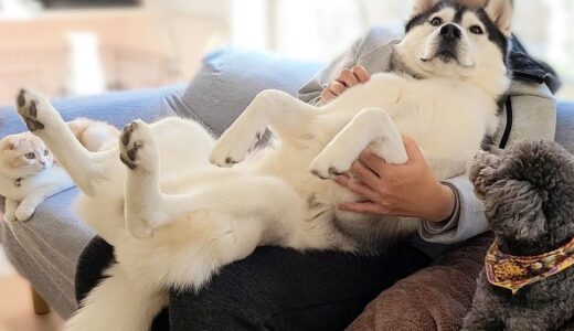 自分の体が大きいことに全く気づいてない甘えるハスキー犬と子猫