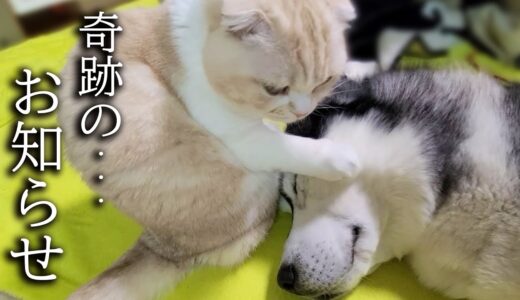 子猫が犬を朝まで看病したら奇跡が起きました...