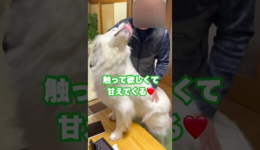 誰が相手でも欲望に屈しちゃう超大型犬が可愛いw　 #shorts