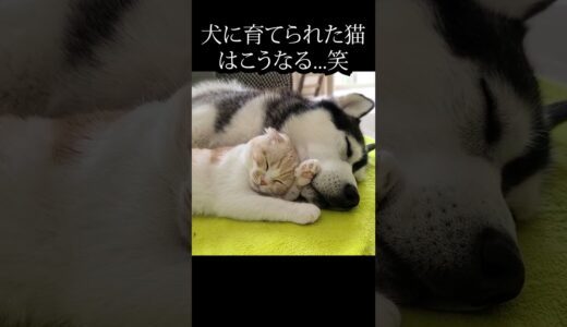 犬に育てられた猫はこうなります...笑#shorts #猫