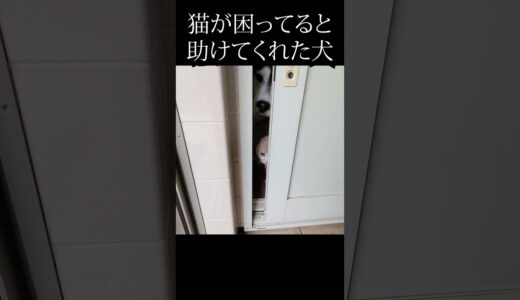 困った猫を助けるハスキー犬がこちら…#猫 #犬