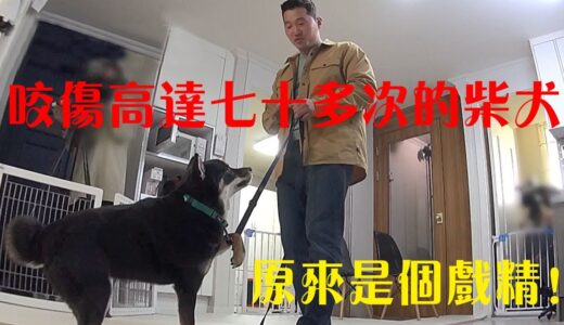 柴犬咬傷家人七十多次，被訓犬師教育才發現是一隻戲精狗，這表演天賦可以做演員了！PS：剛才上傳的有問題，剛剛調試好！