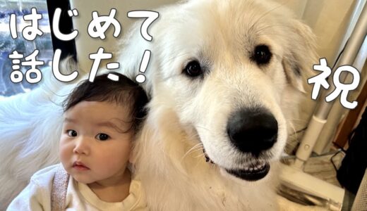 【祝！】妹が初めて話した言葉を聞いた時の超大型犬の反応がまさかでしたw｜グレートピレニーズ