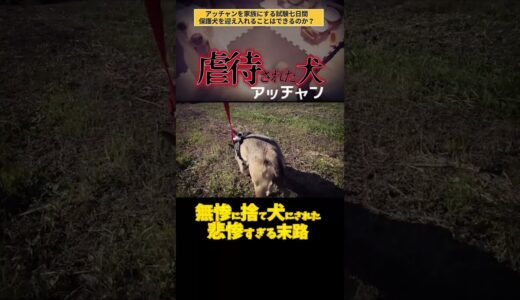 虐待され捨てられた犬、、残り1日、最悪な末路。#shorts