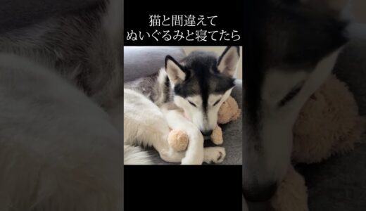 犬がぬいぐるみと寝てたら子猫の反応が...笑#猫 #shorts