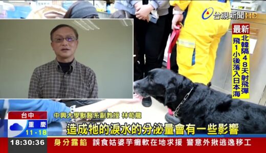 土耳其搜救返國搜救犬Melody眼睛發炎