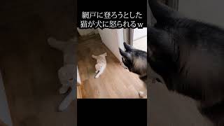 網戸に登ろうとした猫が犬に怒られる瞬間#犬と猫