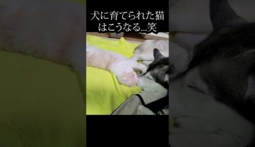 ハスキー犬に育てられた猫がかわいすぎる...#猫 #犬