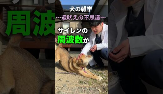 遠吠えできない犬にオオカミの遠吠えを聞かせてみた！#shorts