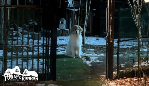 犬舎に入るのを警戒するもオヤツにつられてしまったベルです　Great Pyrenees　グレートピレニーズ