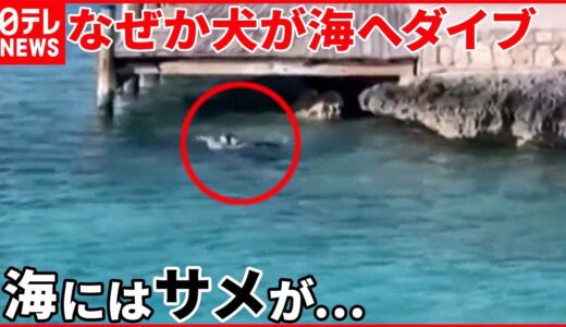 【なぜ】犬が突然海にダイブ　そこにはサメが…