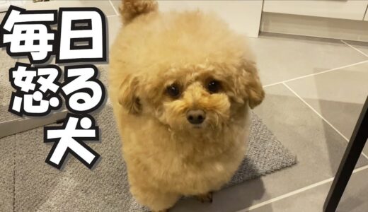 犬を甘やかして育てた結果こうなりました…