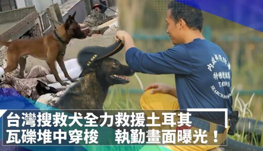 台灣搜救犬全力救援土耳其　瓦礫堆中穿梭　執勤畫面曝光！｜#鏡新聞