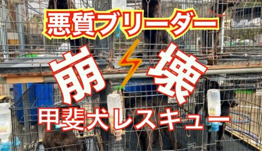 悪質ブリーダーから甲斐犬１０頭レスキューします！