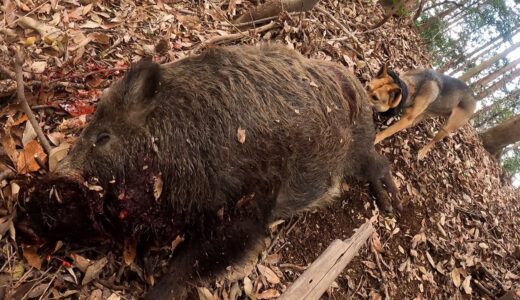 犬もビビる巨大猪を捕獲