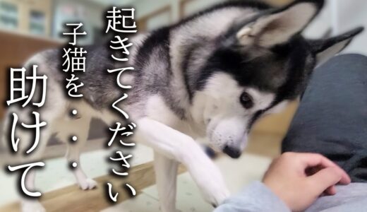 深夜に何かを教えにきた犬について行くと子猫が助けを…