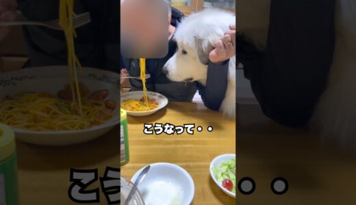 ご飯のこと以外考えるのをやめた超大型犬　#shorts