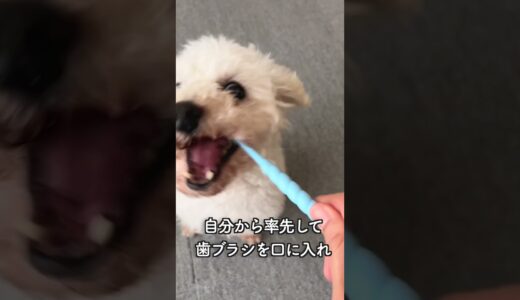 歯磨きが上手すぎる保護犬