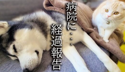 ハスキー犬に異変があったので急遽病院に行きました。