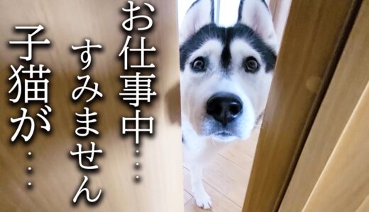 僕の子猫が！ハスキー犬がクンクン騒いでるのでついて行ってみると...