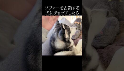 ソファーを占領する犬に後ろからチョップしたらこうなった...#shorts