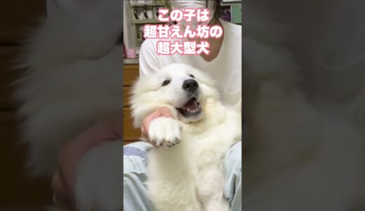 超でっかいのに甘えん坊の超大型犬が可愛すぎるw #shorts