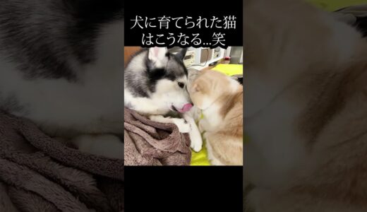 犬が好きすぎてどうしてもそばにいたい子猫がこちら...#kitten