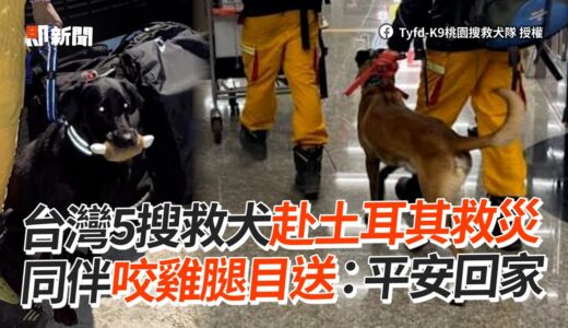 台灣5搜救犬赴土耳其救災　同伴咬雞腿目送：平安回家