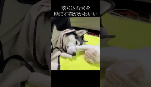 お留守番で落ち込む犬を励ます猫がかわいすぎる...#shorts