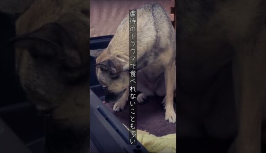 食べることも許されない虐待された犬の悲劇。#shorts