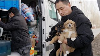 我们接收了胜勇的八只小藏狗，望有能力的人来领养 8 Tibetan puppies from Shengyong have arrived. Hoping they would be adopted