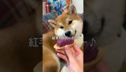 犬ガチャ成功した飼い主#short