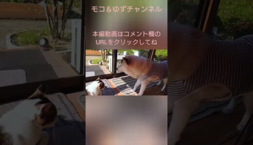 絶対見て欲しい、老犬が寝たきりになるまで🐶