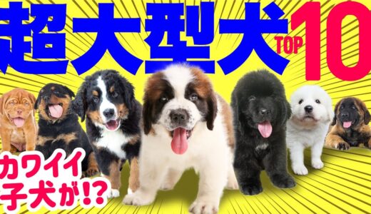 【超大型犬❤️人気ランキング2023】ムチムチのかわいい子犬が体重40kg越えに！性格や魅力も紹介！