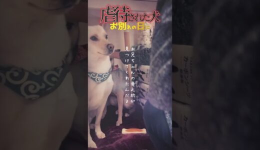 「お別れしました。」虐待された犬アッチャンの里親トライアル最後の日に衝撃の別れ！#shorts