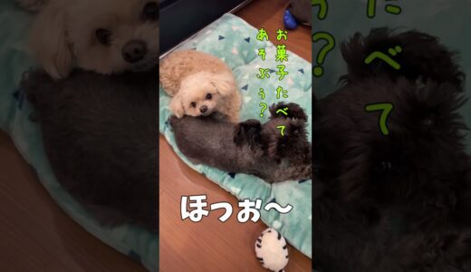 レイさんの秘密を教えてくれた犬 【関西弁でしゃべる犬】#363 The dog who told Rey's secret 【Dog talking 】 #shorts